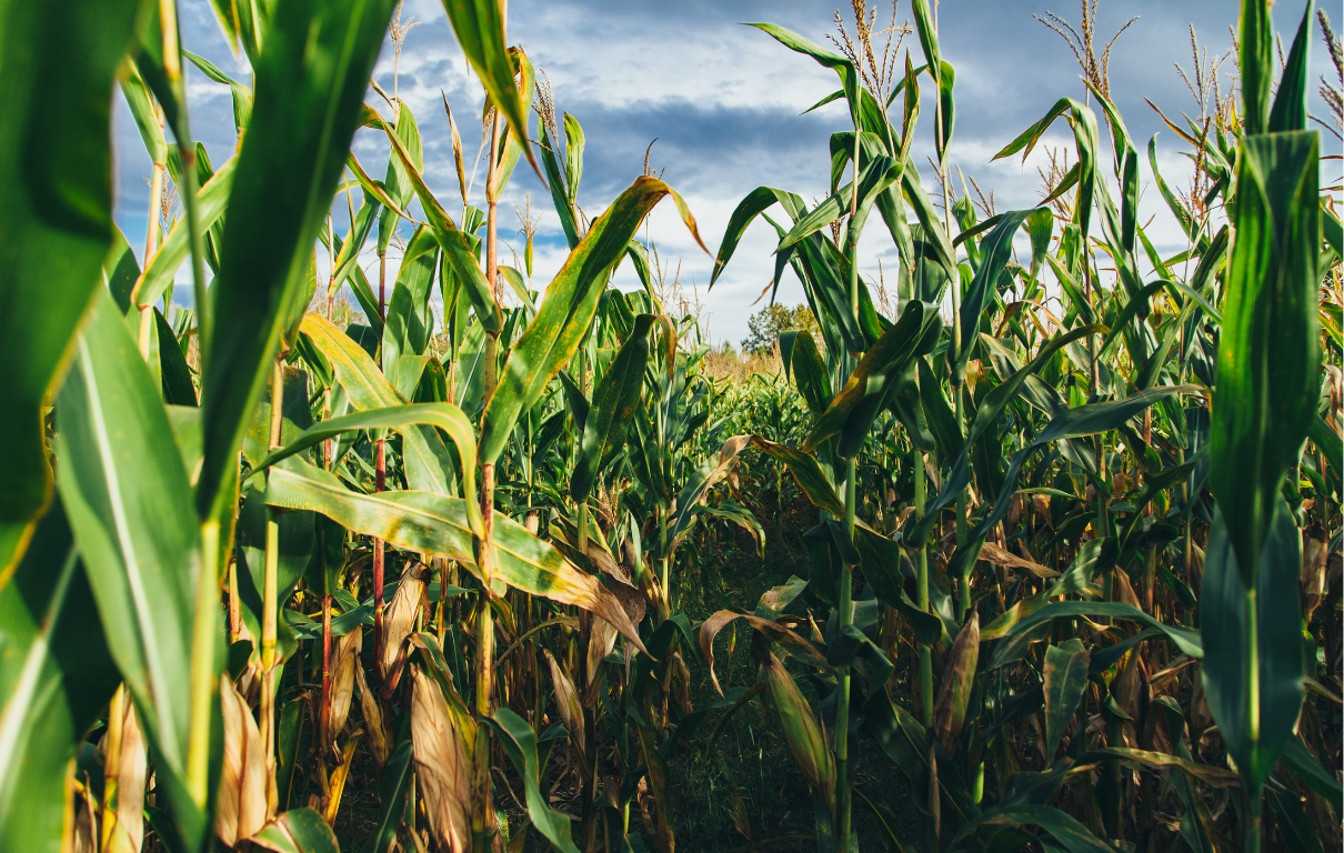 Corn vs Hemp Fiber Economics