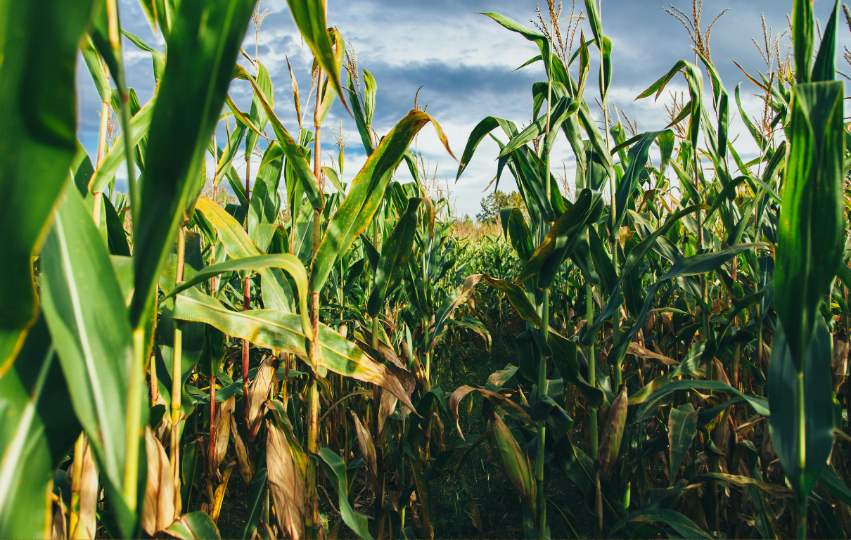 EV Are Reducing Ethanol Consumption, Changing The Farming Landscape
