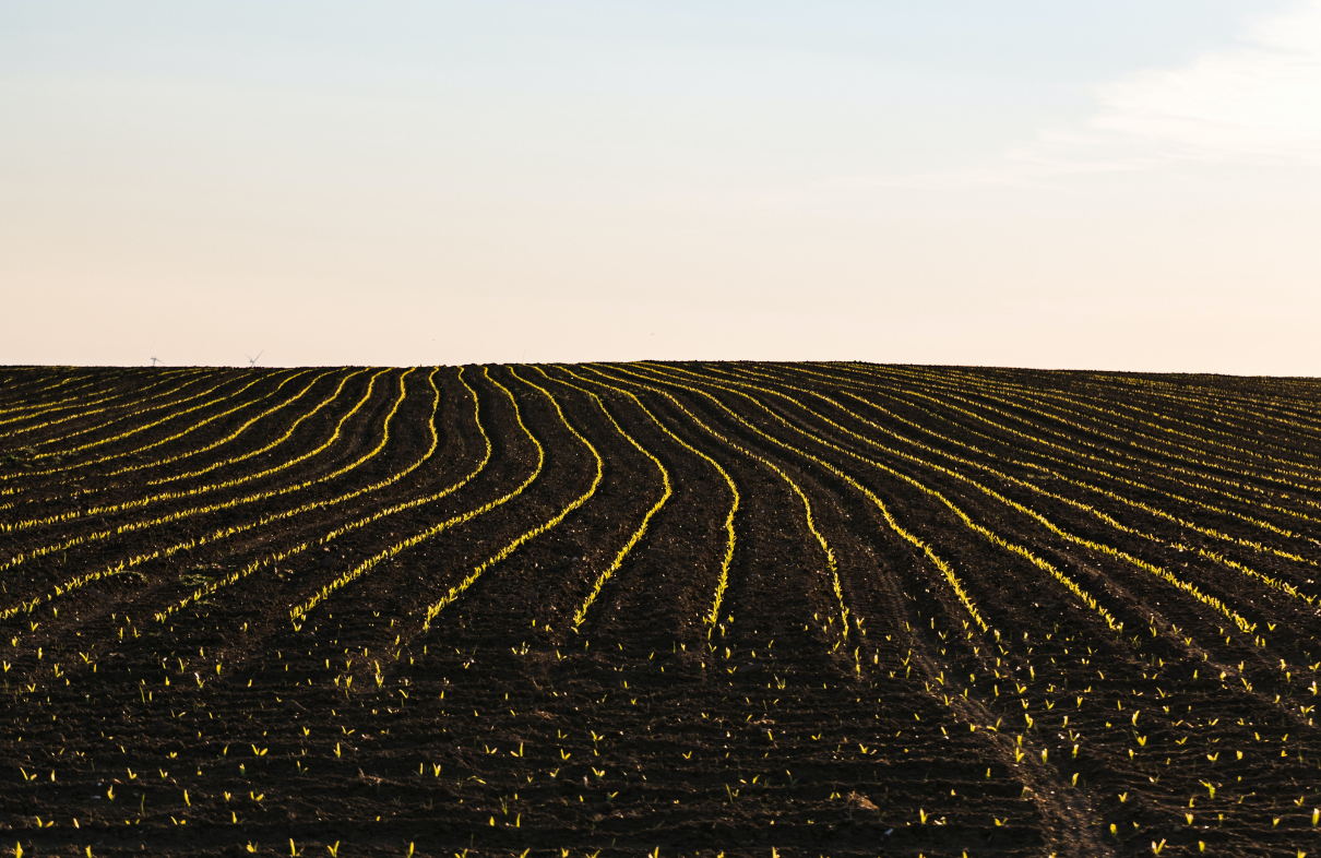 The Importance of Agronomy Research For Hemp Fiber